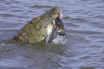 Nile Crocodile swallowing a young Gazelle Masai Mara