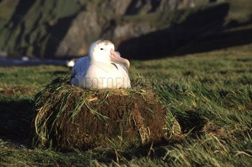 Weibliche wandernde Albatros im Nest Crozet