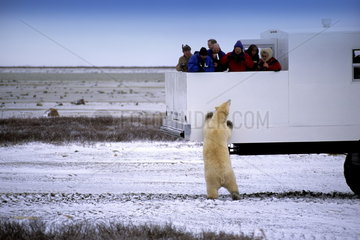 Curious Polar Bear close encounter as bear looks in to Tundra Buggy to see tourists at Churchill Manitoba Canada