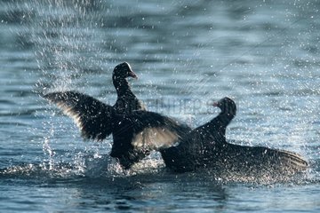 Common coot fights on a water level in April France