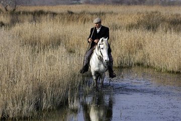 Gardian river on a Camarguais horse in water France