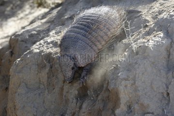 Large hairy armadillo down an embankment Patagonia Argentina
