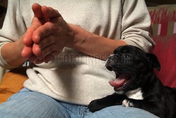 Puppy French Bulldog close to its master
