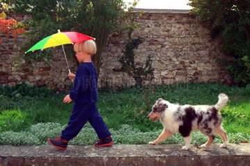 Kind mit Regenschirm gefolgt von einem Schottland -Berger -Welpen