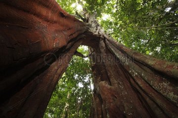 Tree gigantic arch-shaped Gunung Leuser Sumatra
