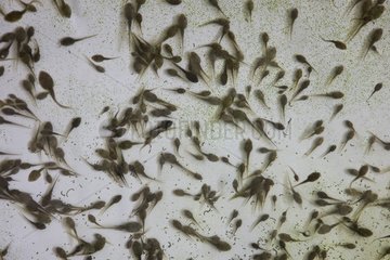 Kaulquappen in einem Zuchtfrosch Frankreich