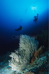 Silhouettes of divers swimming near Sea Fans in the Maldives