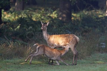 Fawn Red deer suckling its mother Great Britain