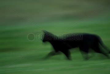 Adult black cat running in the grass France