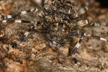 Portrait of Longhorn beetle hided Sieuras Ariège France
