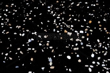 Small white stones on black sand Falkland Islands