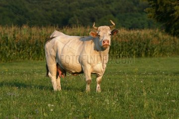 Kuh bei Pré