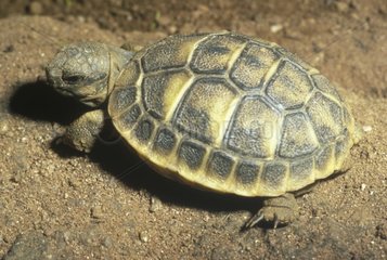 Junge Schildkröte von Hermann Europa