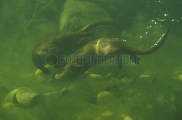 Europäische Otter schwimmen Unterwasser -Zuchtzentrum