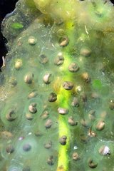 Eier des Poolfrosches in einer Teich -Touraine Frankreich
