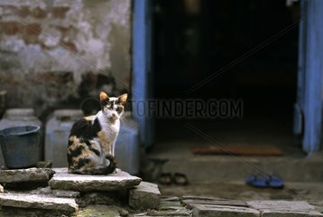 Cat sitting near an opened door India