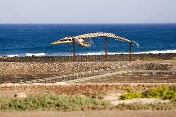 Walskelett an der KÃ¼ste Fuerteventura ausgesetzt