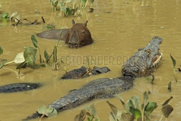 Cabiai et Caïmans cohabitant dans la même mare Pantanal
