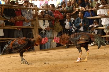 Cock fight and opening of bets Madagascar