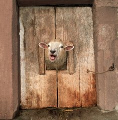 Gekreuzte Schafe  die durch eine Tür laufen
