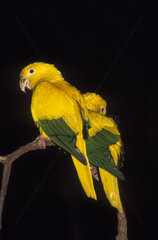 Ararajuba ( Guaruba guarouba ). The Golden Conure  recently re-named from Aratinga guarouba is also known as the Queen of Bavarias Conure. Bird of the brazilian fauna  Brazil.