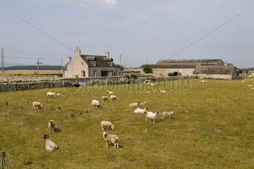 Sheep farm that is old and well kept near Nairn Scotland in the Highlands