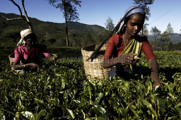 Nuwara Eliya  hill station  tamil tea pickers