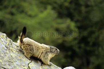 Alpine marmot on a rock Mercantour NP France