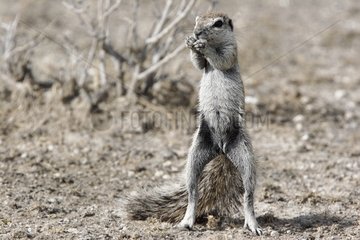 South african Ground squirrel on the look-out Etosha NP