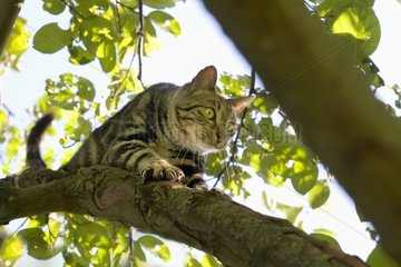 European cat hunting in a tree