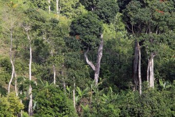 Regenwald verschlechterte die Mayotte -Komoros -Inseln