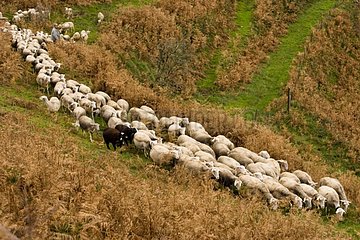 Sheeps Transhumance Lacaune Race Plateau du Larzac