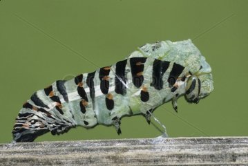 Machaon Caterpillar  die seinen Chrysalid herstellt