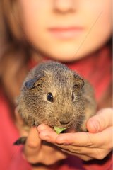 Guinea pig eating a leaf in the hand of a girl France