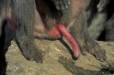 Organe sexuel d'un Hamadryas mâle KSA