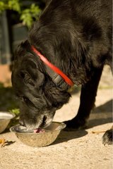Portrait of an old black dog drinking in its mess tin France