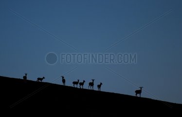 Jeunes et femelles Mouflons sur une crête à l'aube