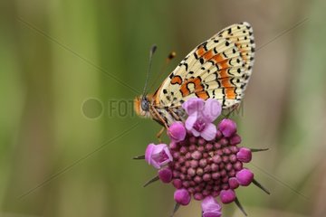 Spotted fritillary on flower Vanoise NP France