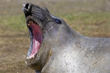 Northern elephant seal yawning in Falkland Islands