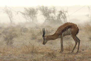 Springbok in the rain of Etosha NP in Namibia