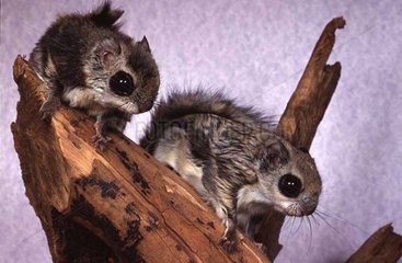 Deux Ecureuils volants sur une branche en captivité