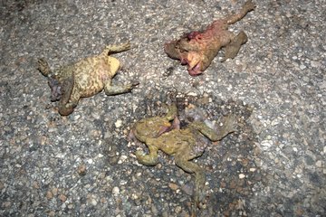 European toads crushed on a road