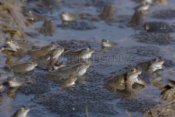 European frogs in water Germany