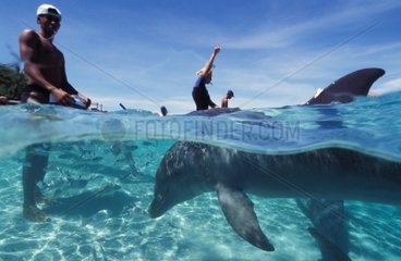 Rencontre du grand dauphin Roatan Honduras