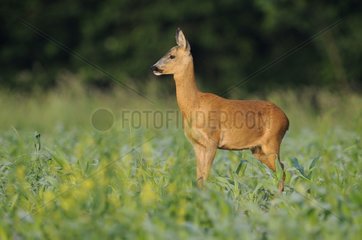 Female Roedeer in a field Vosges France