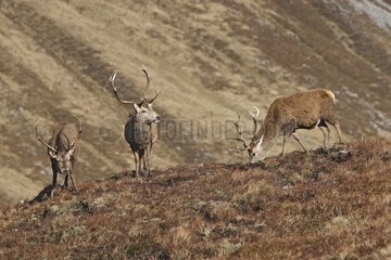 Männliche rote Hirsche in Moorschottland