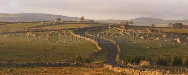 Road in the middle of meadows Aubrac France