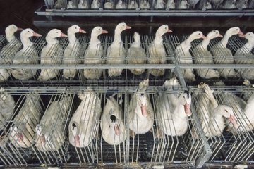 Mulard Ducks Zucht für die Produktion von Foie Gras France