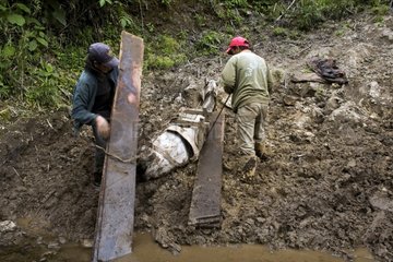 Pferd brach unter einer Überladung von Brettern Ecuador zusammen