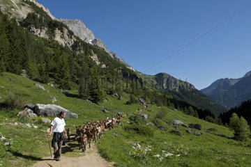 Transhumance goats to pastures in early summer